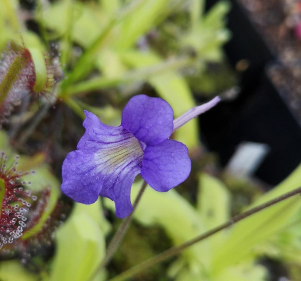 Pinguicula Grandiflora