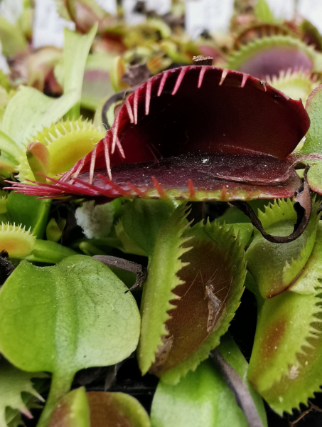 Schöne große Fallen