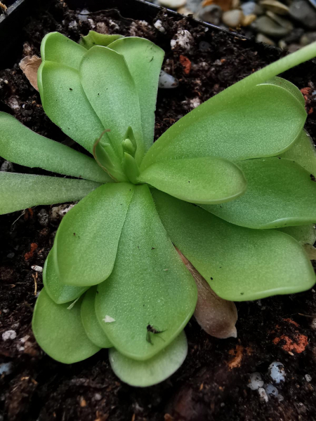 Pinguicula cyclosecta x emarginata