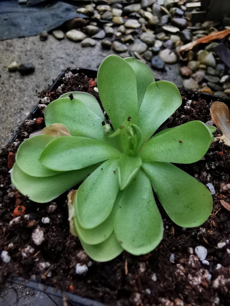 Pinguicula cyclosecta x emarginata