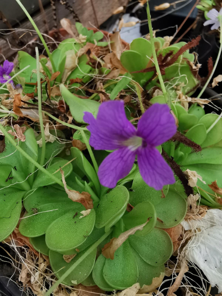 Pinguicula Grandiflora