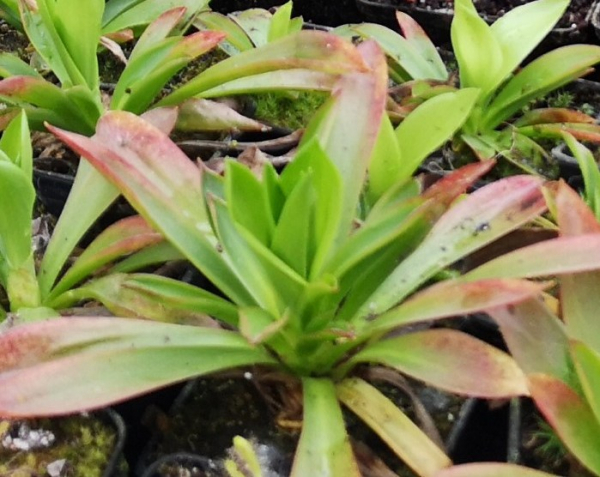 Moornelke (Helonias bullata)
