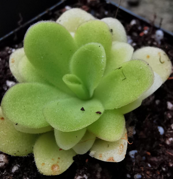 Pinguicula -Sethos-