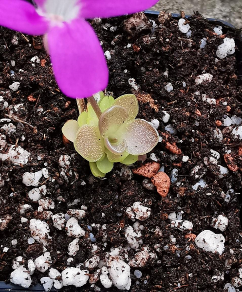 Pinguicula -Weser-