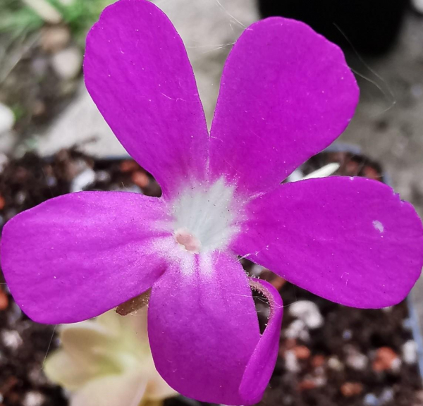 Pinguicula -Weser-