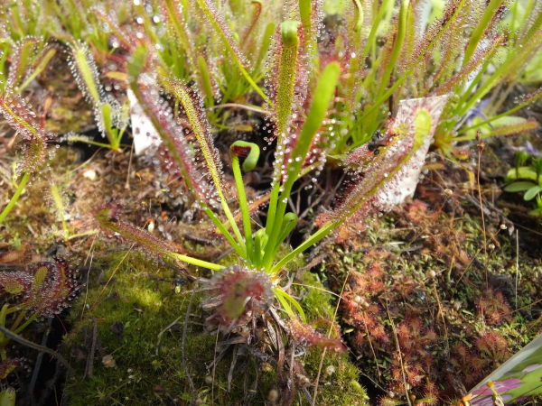 Drosera capensis red
