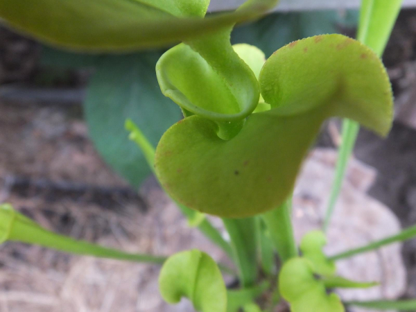 Sarracenia flava -Hybride-