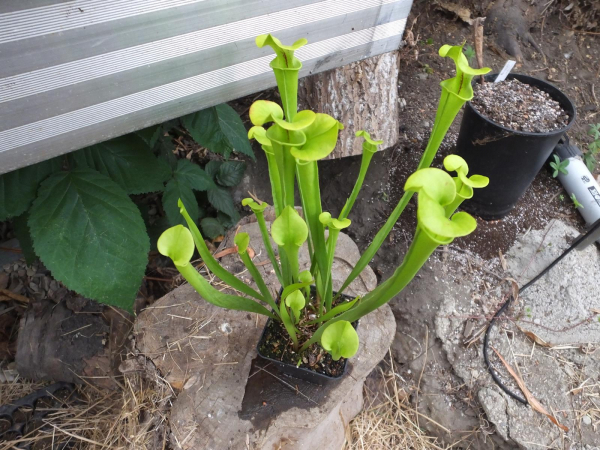 Sarracenia flava -Hybride-