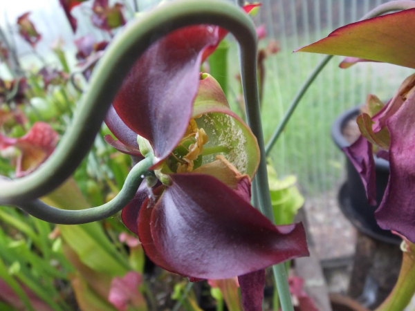 Sarracenia flava -Hybride-
