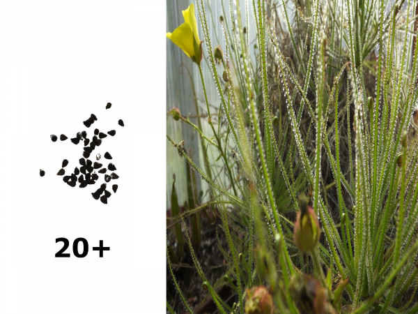 20+ Samen Drosophyllum Lusitanicum (Taublatt) Ernte 09/2021