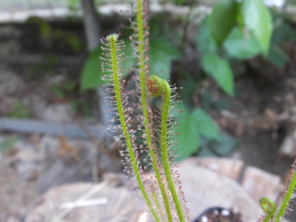 Drosera filiformis