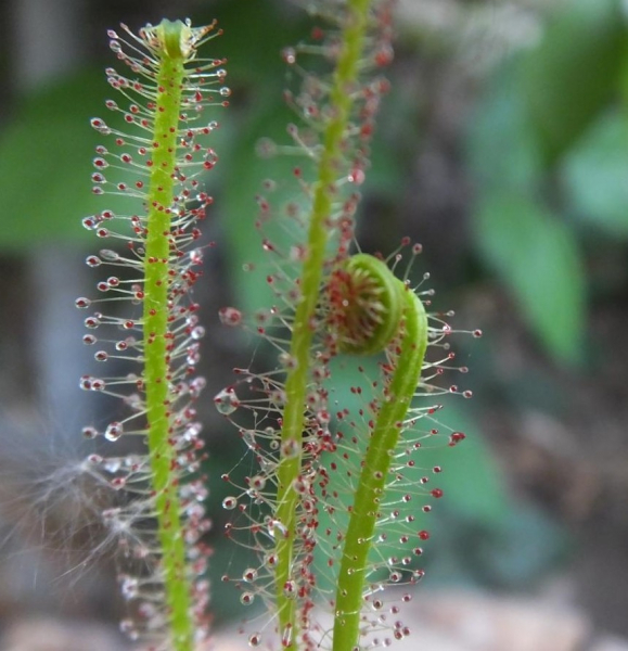 Drosera filiformis