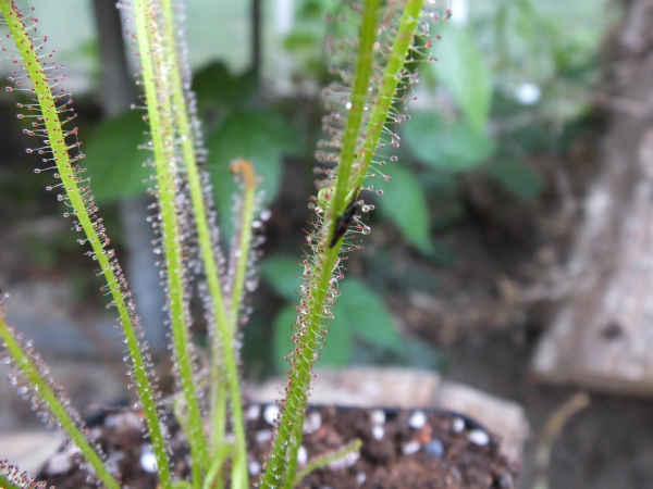 Drosera filiformis
