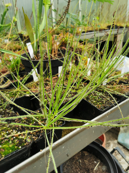 Drosera filiformis