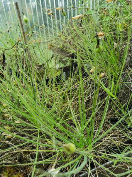 Drosera filiformis